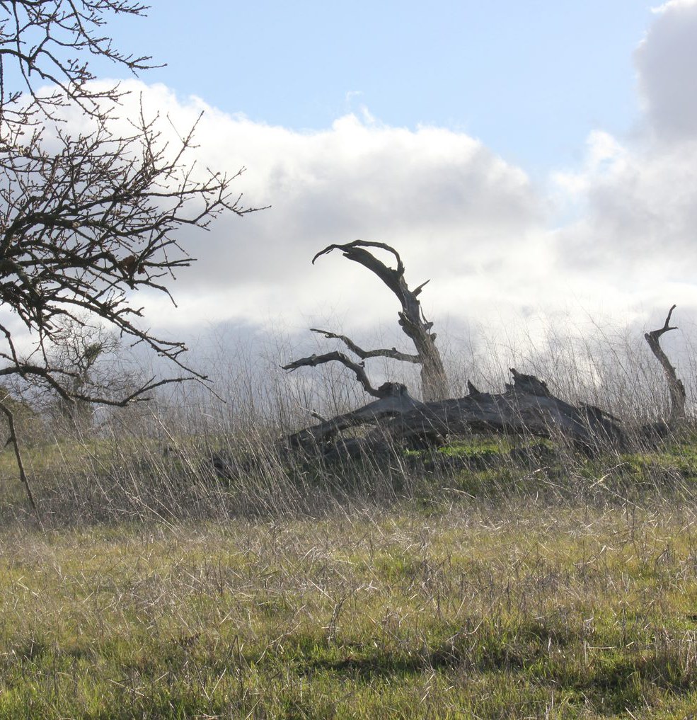 Conservation photograph by Benton Chuter
