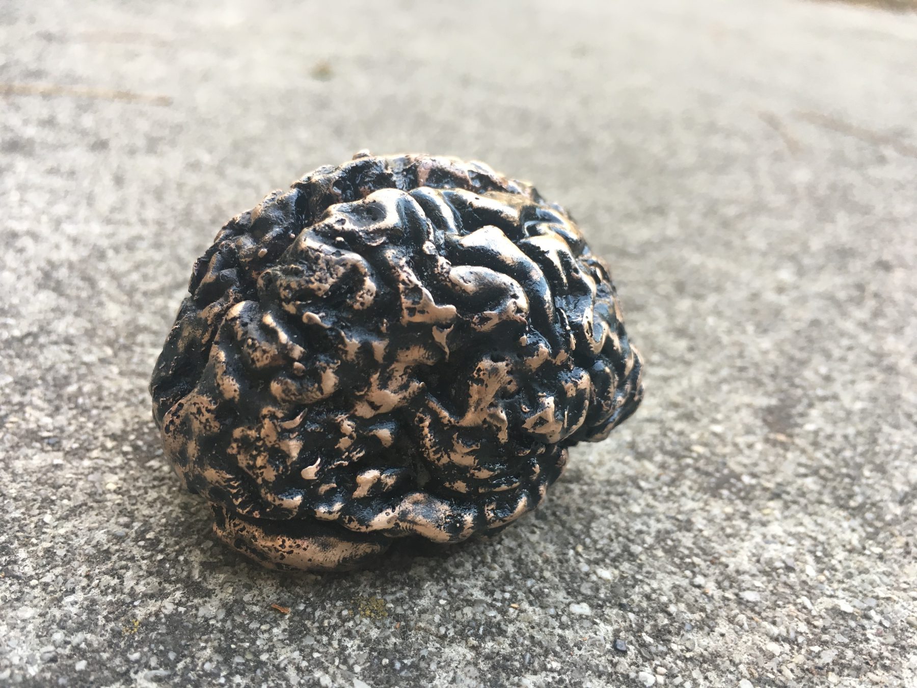 Brain