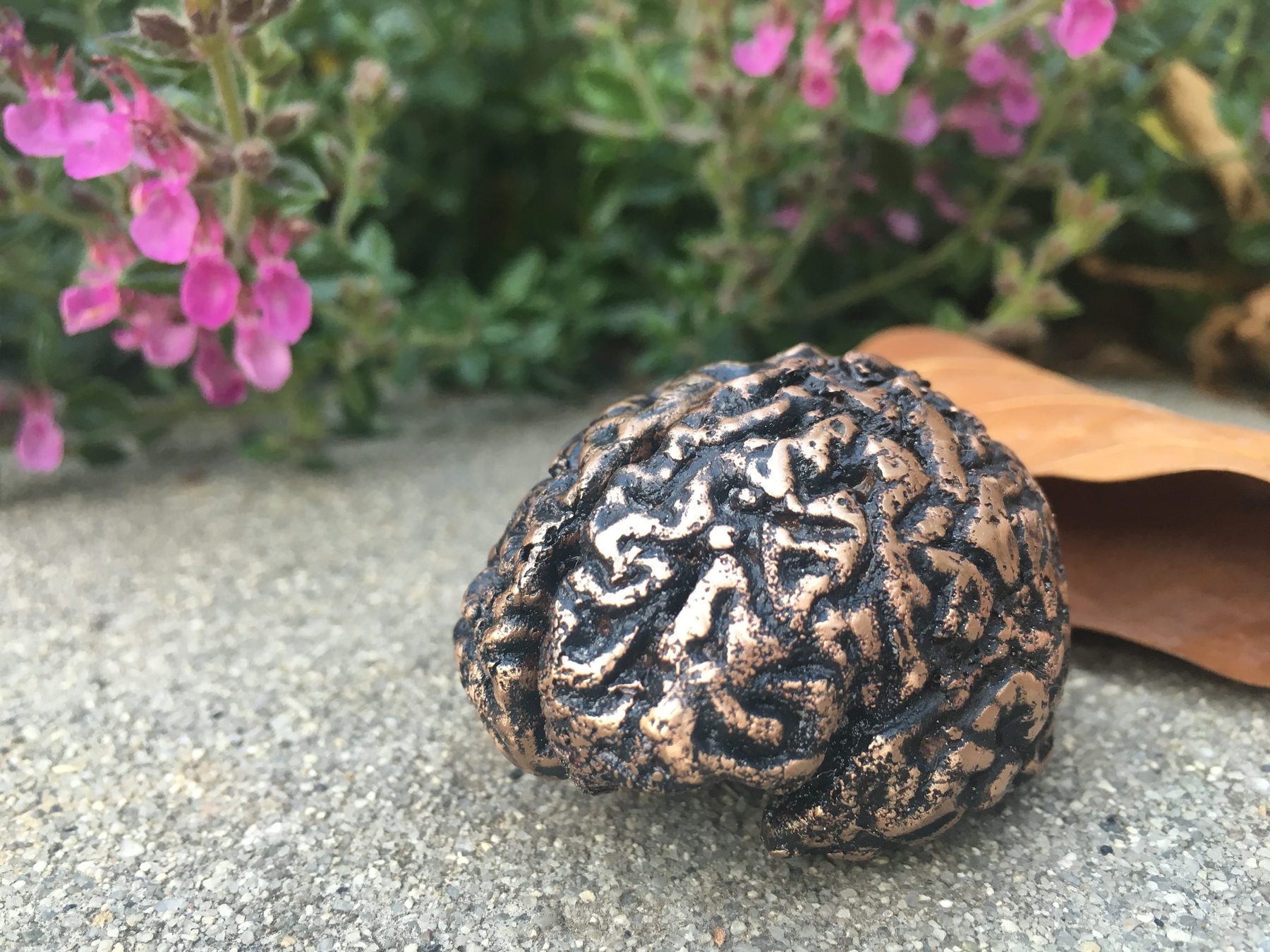 Brain